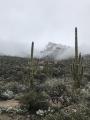 Snow storm passing through the Sonoran Desert. Tucson, Arizona
