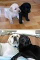 These two Pups have grown up together their whole lives.