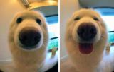 Dog before and after being called a “good boy”