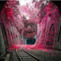Gorgeous Flowers Spilling Over Onto Abandoned Train Tracks