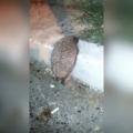 Giving a stuck hedgehog a leg up