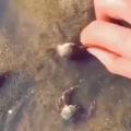 Crab tries to protect its friend from human