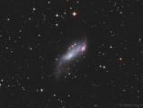 Coddington's Nebula dwarf galaxy - HaLRGB