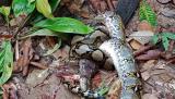 A King Cobra killing and eating a python