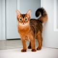 Pretty Somali kitty