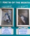 A New Zealand aquarium has naughty and good penguins of each month. April features Martin and Dora.