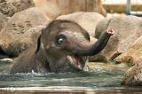 Baby elephant in water for the first time