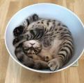 Cat in liquid form