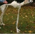 This failed panorama of a dog is horrifying