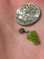 A teeny tiny snail