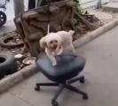 Dog running around on a chair like a treadmill