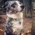 Our Mini Aussie when we were hiking Helen Hunt Falls in CO .. she sure loves the mountains