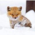🔥 Baby fox in snow
