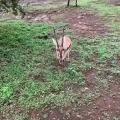 Excited Gazelle gets the zoomies