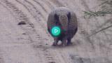 The speed at which this armadillo rolls up
