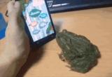 Bullfrog Playing Ant Crusher