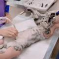 Pregnant cat enjoying her ultrasound
