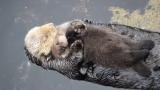 Adult otters protect themselves from birds by using their young as a shield.