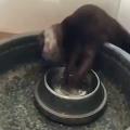 This otter has a dramatic way of getter a drink of water.