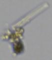 This algae under the microscope looks like a pistol