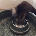 An otterly delightful way of drinking water