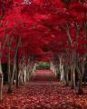 Scenic Road in red Autumn.