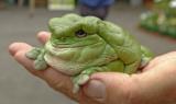 Dumpy Tree Froggo of Australia.