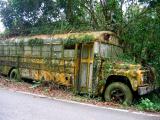 Abandoned school bus overgrown with ivy and moss. [1024 × 768].