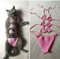 Bikini Cat