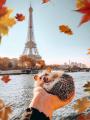 A happy hedgehog in Paris
