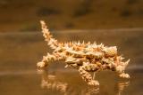 This is a Thorny devil that lives in Australia and is known to be completely unharmful