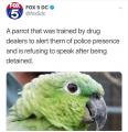 Libertarian Parrot