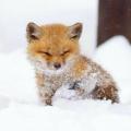 Little baby fox in the snow