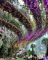 Floral Fantasies, Gardens By The Bay