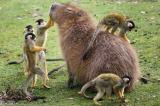 A capybara with its monkey entourage