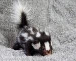 Just a baby skunk to start your day. (Not my photo).