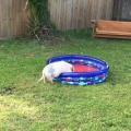 Hank getting to play in his new pool for the first time
