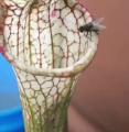 A carnivorous pitcher plant effortlessly trapping a fly