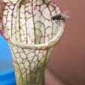 How carnivorous plants work