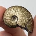 🔥 Pyrite replaced Ammonite fossil from Russia 🔥