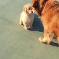 Senior dog meets a puppy and starts to feel like a kid again