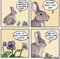 I love this f****** rabbit.