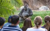 Gorilla looks like he teaching a bunch a students how to gorilla