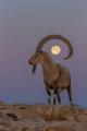 Moon perfectly centered in this Nubian ibex's curved horn