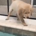 Pupper finds the water a little deeper than expected