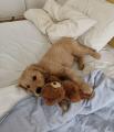 My first puppy with my first teddy bear.