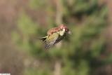 A baby weasel riding a woodpecker.