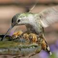Hummingbird getting refreshments with some bees at the local watering hole.