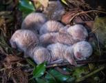 Here are some baby otters.