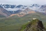 Dall Sheep in front of the Polychrome Mountains, Denali National Park, AK [OC] [5184x3456]